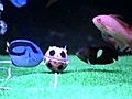 Fish Soccer | BahVideo.com