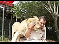 Lions Cuddle With Guy | BahVideo.com