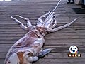 Giant Squid 23 Feet Long Found By Florida Fishermen VIDEO  | BahVideo.com