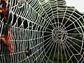 Spider Silk as Strong as Kevlar  | BahVideo.com