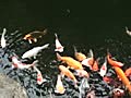 fish | BahVideo.com