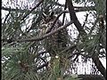 Long-eared Owls unusual visitors in Chicago | BahVideo.com