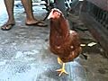Ayam ajaib dan aneh | BahVideo.com