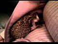 Piquer the Hedgehog Hiding | BahVideo.com