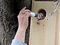 Baby squirrels released | BahVideo.com
