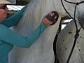 Royalty Free Stock Video HD Footage White Horse Gets Groomed on a Ranch in Ft Lauderdale Florida | BahVideo.com