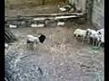 Funny Goats | BahVideo.com