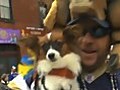2011 Beggin Pet Parade from St Louis Mardi Gras Celebration | BahVideo.com