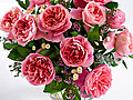 Best English Rose Hybrids from David Austin Roses | BahVideo.com