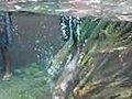 Sea Otter Back Flips For Exercise | BahVideo.com