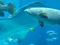 Manta Ray and Whale Shark at Georgia Aquarium | BahVideo.com