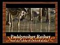 Paddyreiher Reiher Tiere Animals Natur  | BahVideo.com