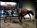 dinosaurs at the field museum | BahVideo.com