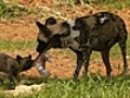 Painted Dogs | BahVideo.com