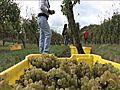 Fine wine being crafted in Hunterdon at Unionville vineyards | BahVideo.com