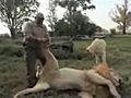 Lion Gets a Paw Massage | BahVideo.com