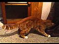 Silly awesome cat  | BahVideo.com