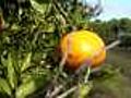 Florida seeks citrus disease cure | BahVideo.com