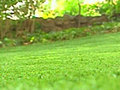 The Grass is Greener When It s Fake | BahVideo.com