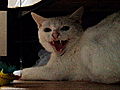 My Cat From Hell Surprise from Hell | BahVideo.com