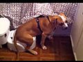 Dog sitting on the toilet | BahVideo.com