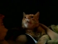 Red Cat Pratar | BahVideo.com