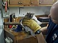 Un chaton coinc dans un tuyau m tallique | BahVideo.com