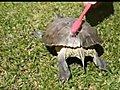 Turtle Break Dance | BahVideo.com