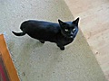 El Gato de Cyriac - Miau Mix | BahVideo.com
