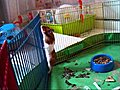 Hamster Puk escaping AGAIN  | BahVideo.com