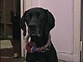  amp quotKeny amp quot - My Intelligent DOG  | BahVideo.com