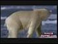 Polar Bear vs Walrus | BahVideo.com