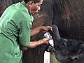 Awww Baby Elephant | BahVideo.com