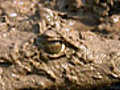 Crocodile Attack | BahVideo.com
