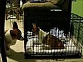 Dog Helps His Buddy Escape | BahVideo.com