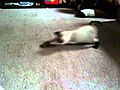 Happy kitty | BahVideo.com