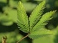 sensitive mimosa pudica leaf | BahVideo.com