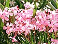 Tipps zum Oleander | BahVideo.com
