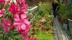Rooftop Gardening | BahVideo.com