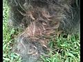 Part 2 Zander in the Backyard Before His Haircut | BahVideo.com
