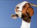 AUDIO Hungry goats to do battle with weeds | BahVideo.com