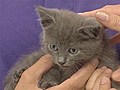 Rescued kitten awaits adoption | BahVideo.com