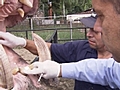 Hippo Dental Care | BahVideo.com