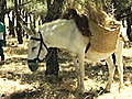 Donkeys GPS amp Wildfires | BahVideo.com