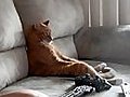 Cat Watching Slayer | BahVideo.com