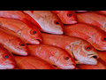 How to buy fresh fish | BahVideo.com