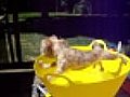Dog Doesn t Want Bath | BahVideo.com