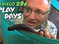 San Diego Zoo Play Days April 2-24 | BahVideo.com
