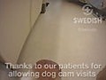 Dog Cam 14 Swedish Edmonds Therapy Pup | BahVideo.com