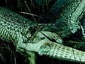 Swamp Wars Alligator vs Python | BahVideo.com